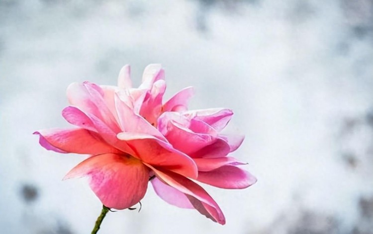 微信爱情大揭秘：谁最关注你的一举一动！